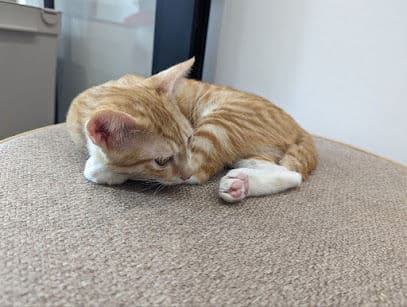 Meownistry of Meow - Resident Cat Cafes