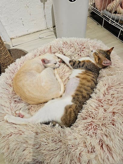 Pat-A-Cat - Resident Cat Cafes