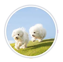 Fico By Bailey & Ginger