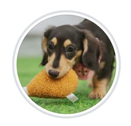 Woody Family Peranakan Cafe By Luna