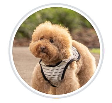 King Kong Den By Teddy