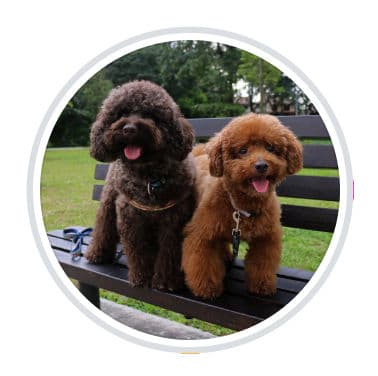 Elephant Grounds Singapore By Toffee & Truffle