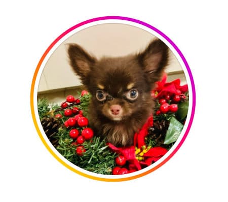 bag me up Bagel House By Twinkle