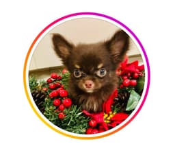 bag me up Bagel House By Twinkle