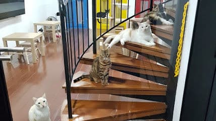 Catopia Singapore: Art Jamming x Retail x Cat Hotel - Resident Cat Cafes