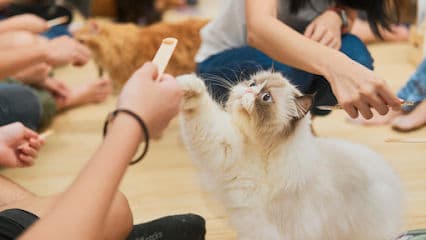 Wildflower Studio - Art Jamming x Cat Cafe Singapore - Resident Cat Cafes